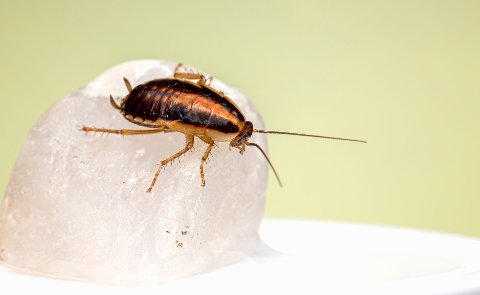 Cockroach close-up for household pest identification.